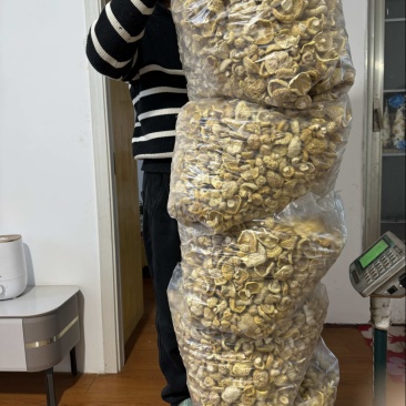 青海黄蘑菇