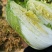 白菜，大白菜黄心白菜大量上市全国发货