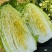 白菜，大白菜黄心白菜大量上市全国发货
