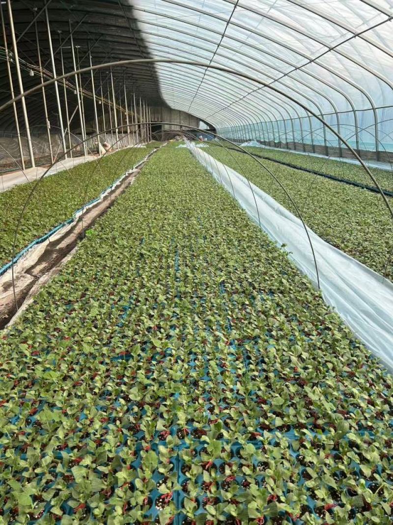 【量大优惠】安徽8424西瓜苗95%以上品质保障