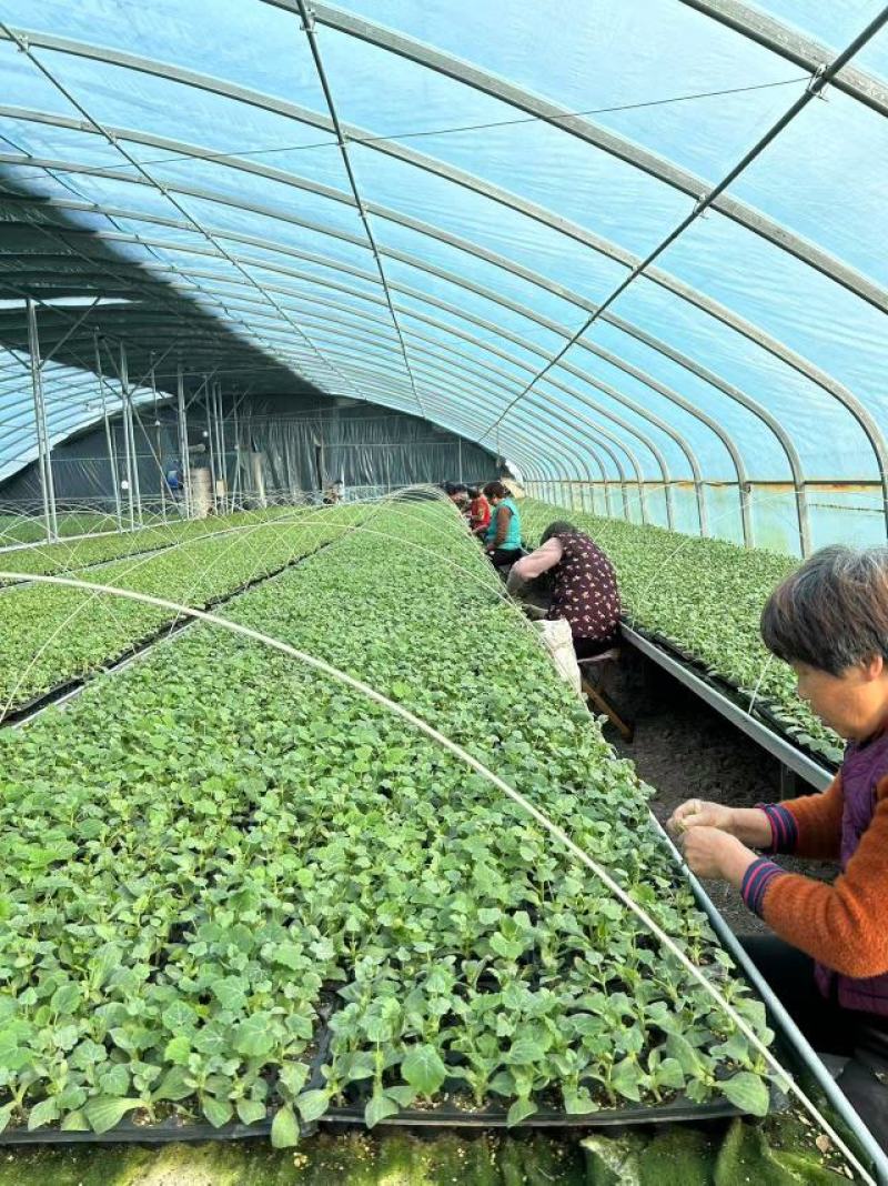 【量大优惠】安徽8424西瓜苗95%以上品质保障