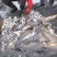 拉林河冷水鱼，鲤鱼，红尾大鲤鱼