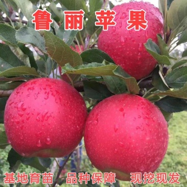 鲁丽苹果树苗红富士维纳斯苹果苗嫁接长短枝矮化品种保真