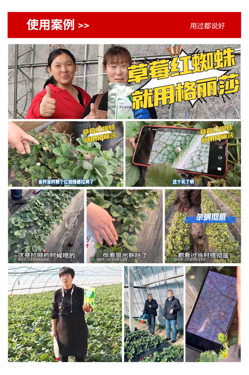 泰诺格丽莎草莓红蜘蛛喷粉[不伤花果不伤蜂,草莓君推荐]