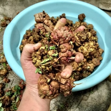 消溜果