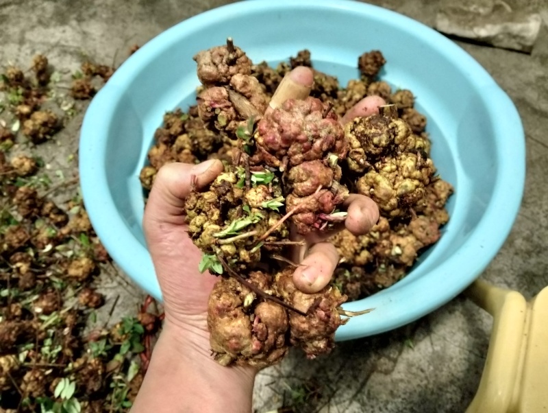 消溜果