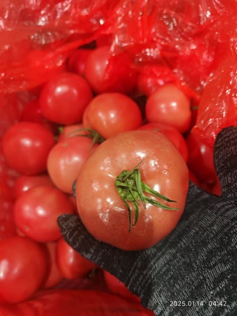 精品硬粉西红柿大量供应，货源充足，量大从优，对接全国市场