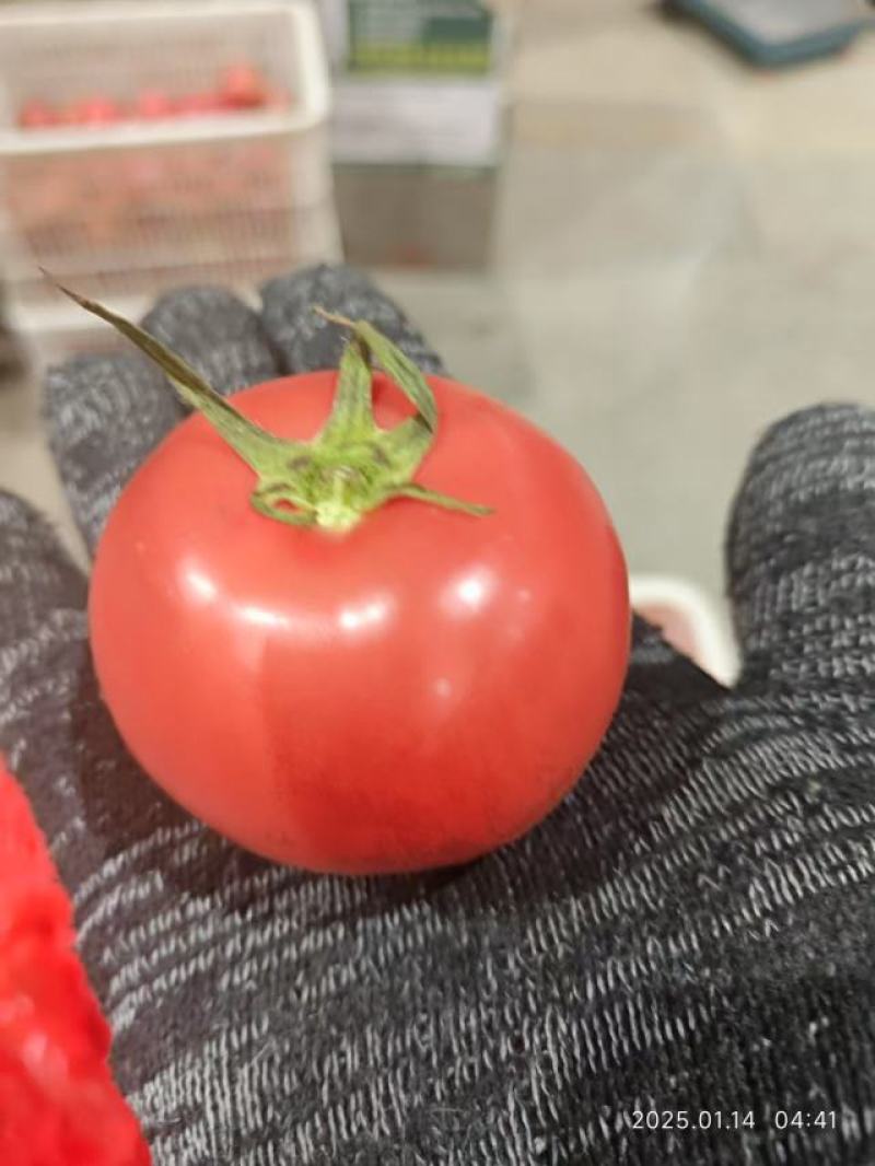 精品硬粉西红柿大量供应，货源充足，量大从优，对接全国市场