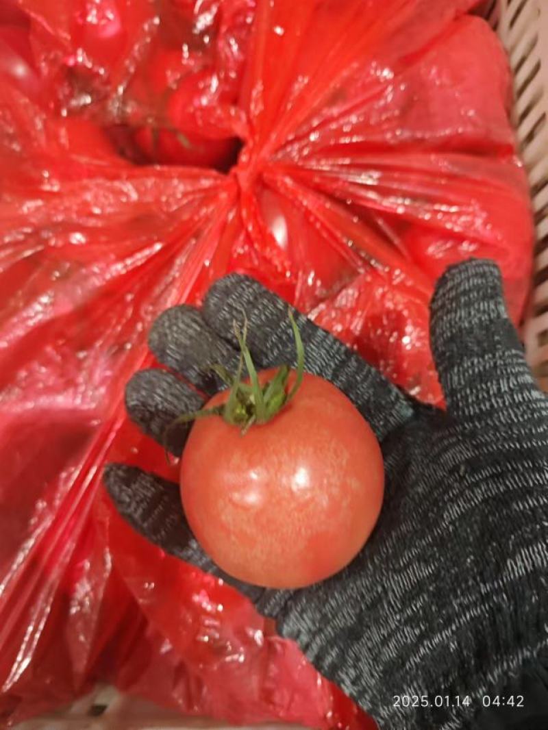 精品硬粉西红柿大量供应，货源充足，量大从优，对接全国市场