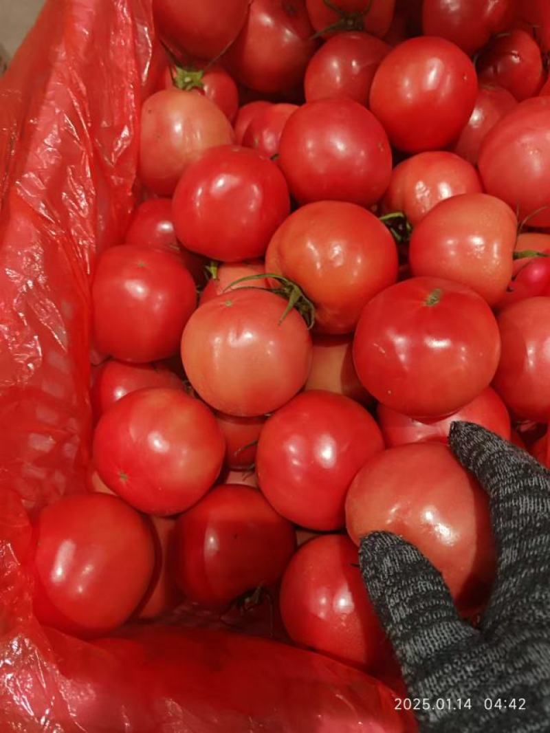 精品硬粉西红柿大量供应，货源充足，量大从优，对接全国市场