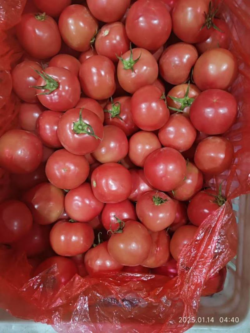 精品硬粉西红柿大量供应，货源充足，量大从优，对接全国市场