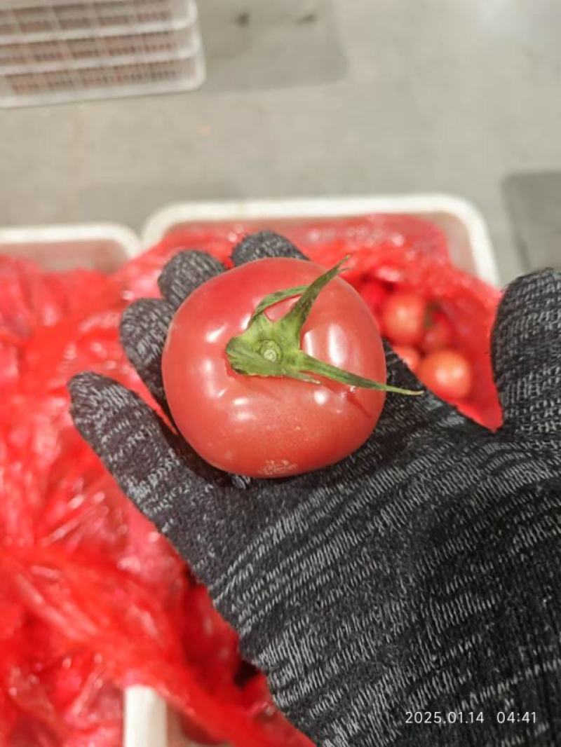 精品硬粉西红柿大量供应，货源充足，量大从优，对接全国市场