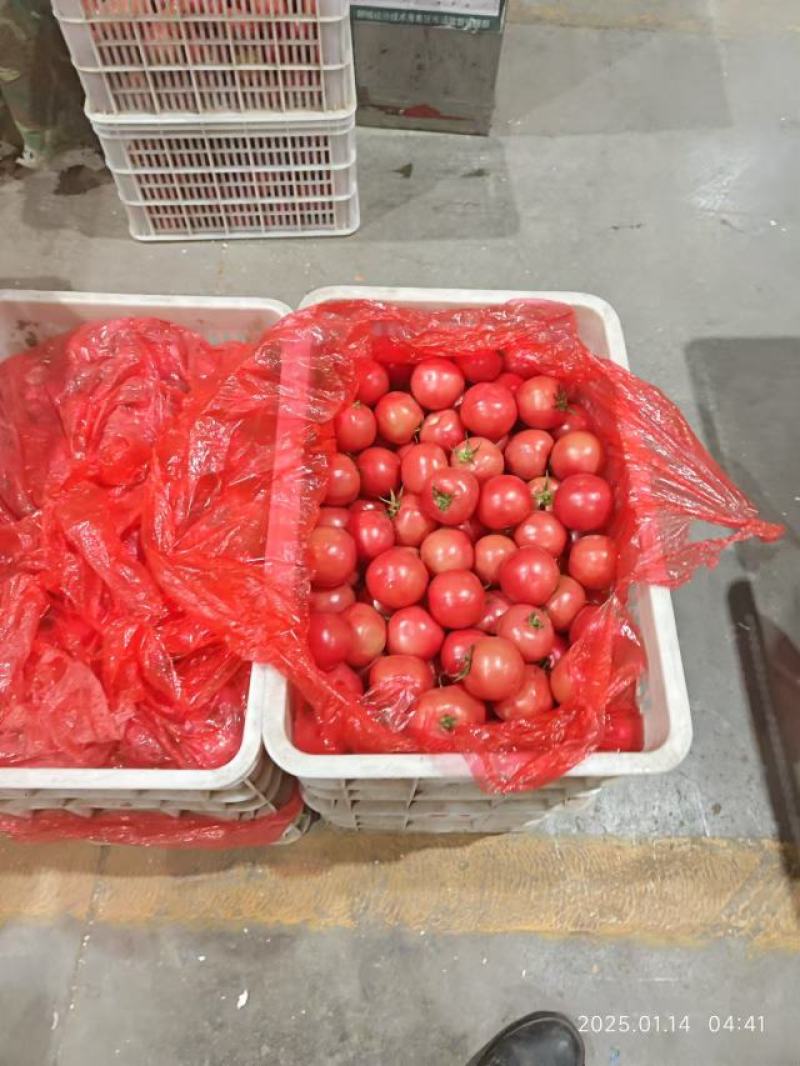 精品硬粉西红柿大量供应，货源充足，量大从优，对接全国市场