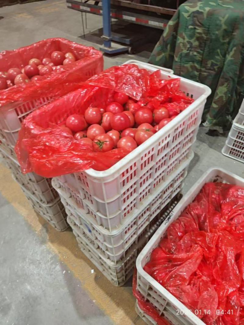 精品硬粉西红柿大量供应，货源充足，量大从优，对接全国市场