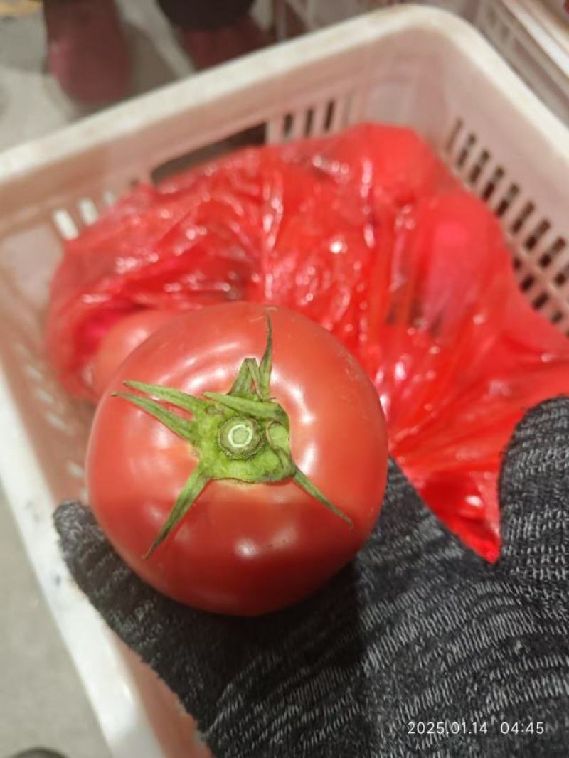 精品硬粉西红柿大量供应，货源充足，量大从优，对接全国市场