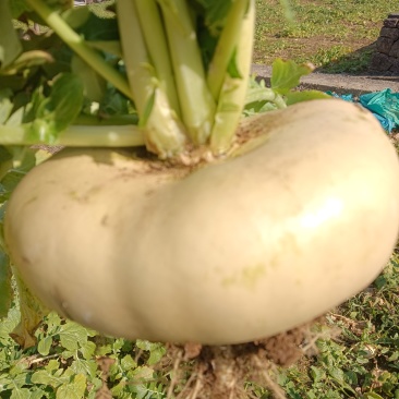 盘菜