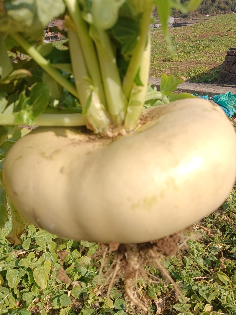 盘菜