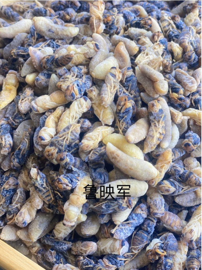 云南冷冻蜂蛹一级二级现货品质保证一手货源全国发货