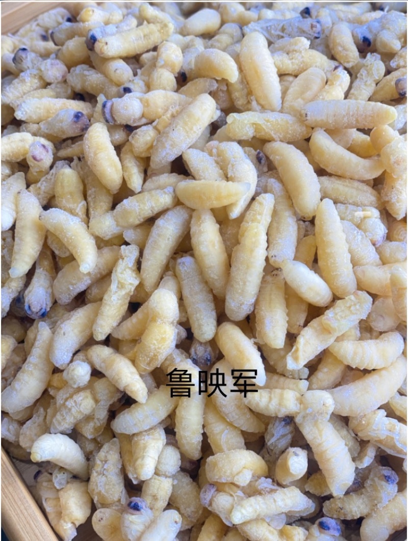 云南冷冻蜂蛹一级二级现货品质保证一手货源全国发货