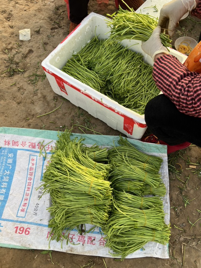 青芦蒿毛芦蒿藜蒿泥嚎泥蒿**上市