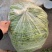 青芦蒿毛芦蒿藜蒿泥嚎泥蒿**上市