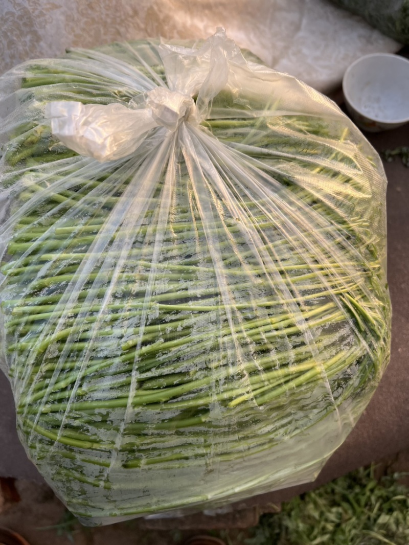 青芦蒿毛芦蒿藜蒿泥嚎泥蒿**上市