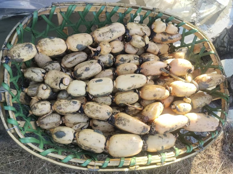 安徽阜阳阜南县精品莲藕一手货源。质量好，品质好。货源充足