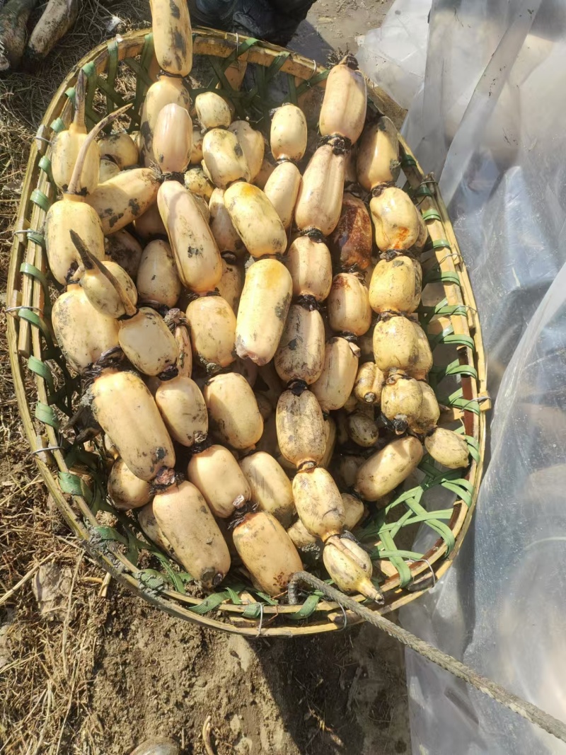 安徽阜阳阜南县精品莲藕一手货源。质量好，品质好。货源充足