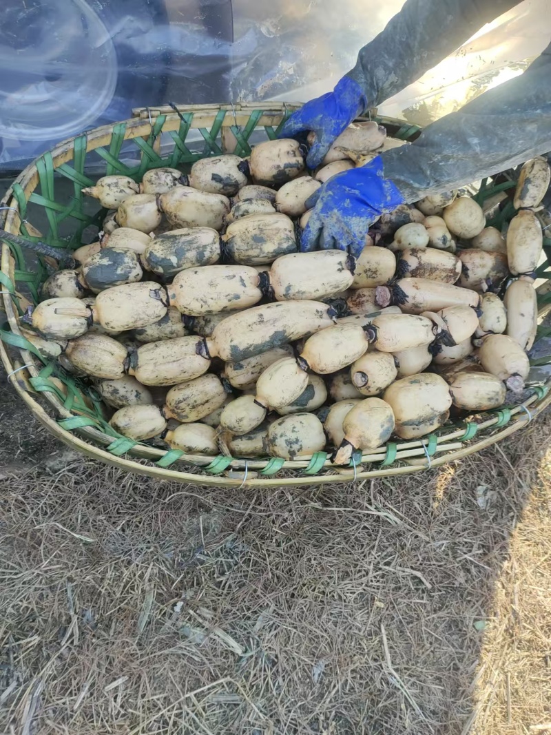 安徽阜阳阜南县精品莲藕一手货源。质量好，品质好。货源充足