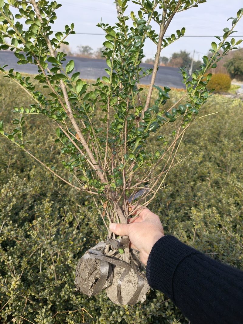龟甲冬青小毛球高度50一60cm，基地有量，欢迎订购。