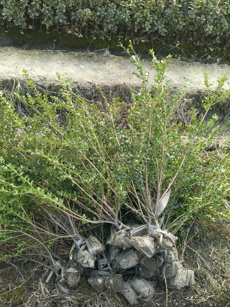 龟甲冬青小毛球高度50一60cm，基地有量，欢迎订购。