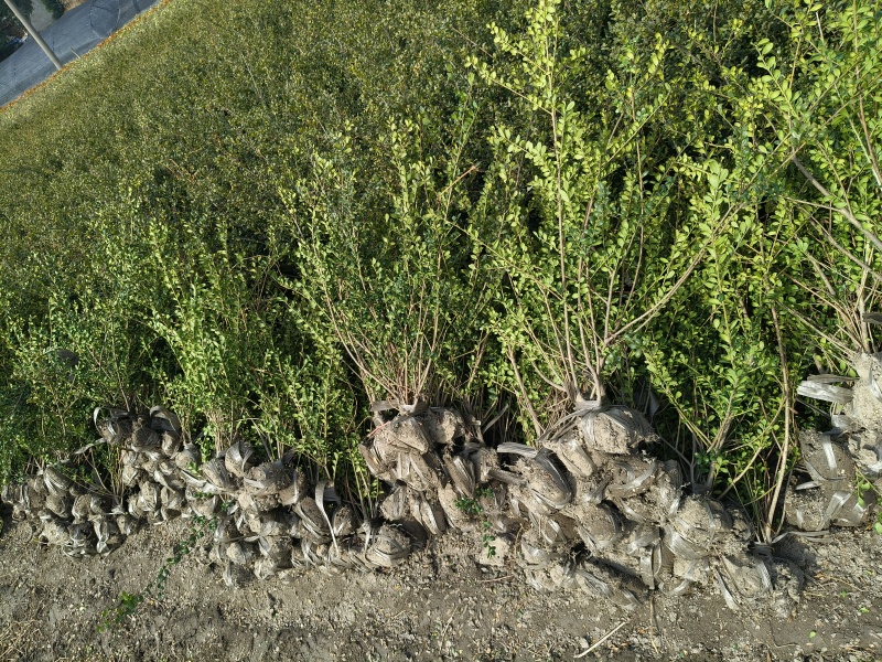 龟甲冬青小毛球高度50一60cm，基地有量，欢迎订购。
