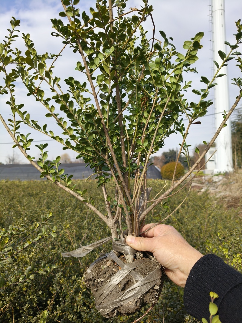 龟甲冬青小毛球高度50一60cm，基地有量，欢迎订购。