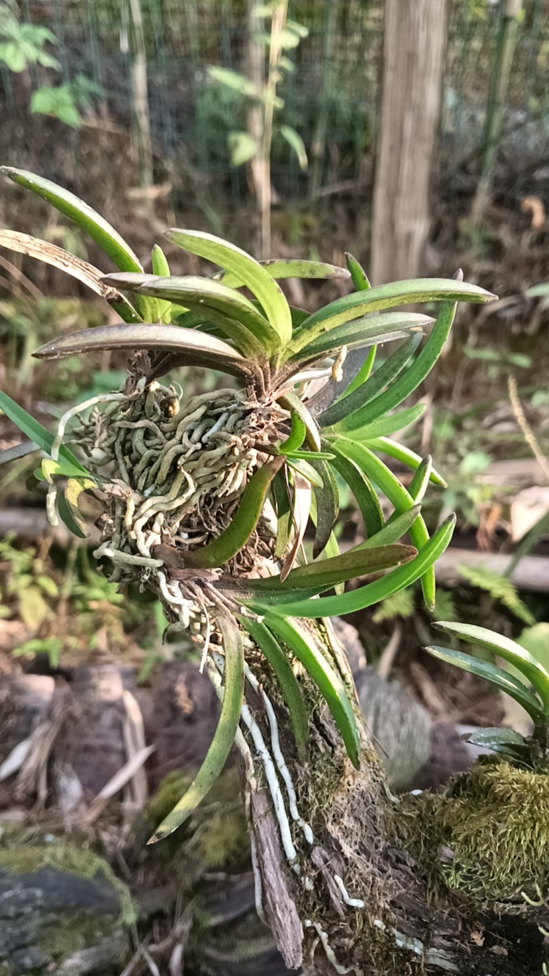 风兰富贵兰