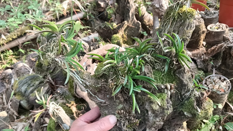 风兰富贵兰