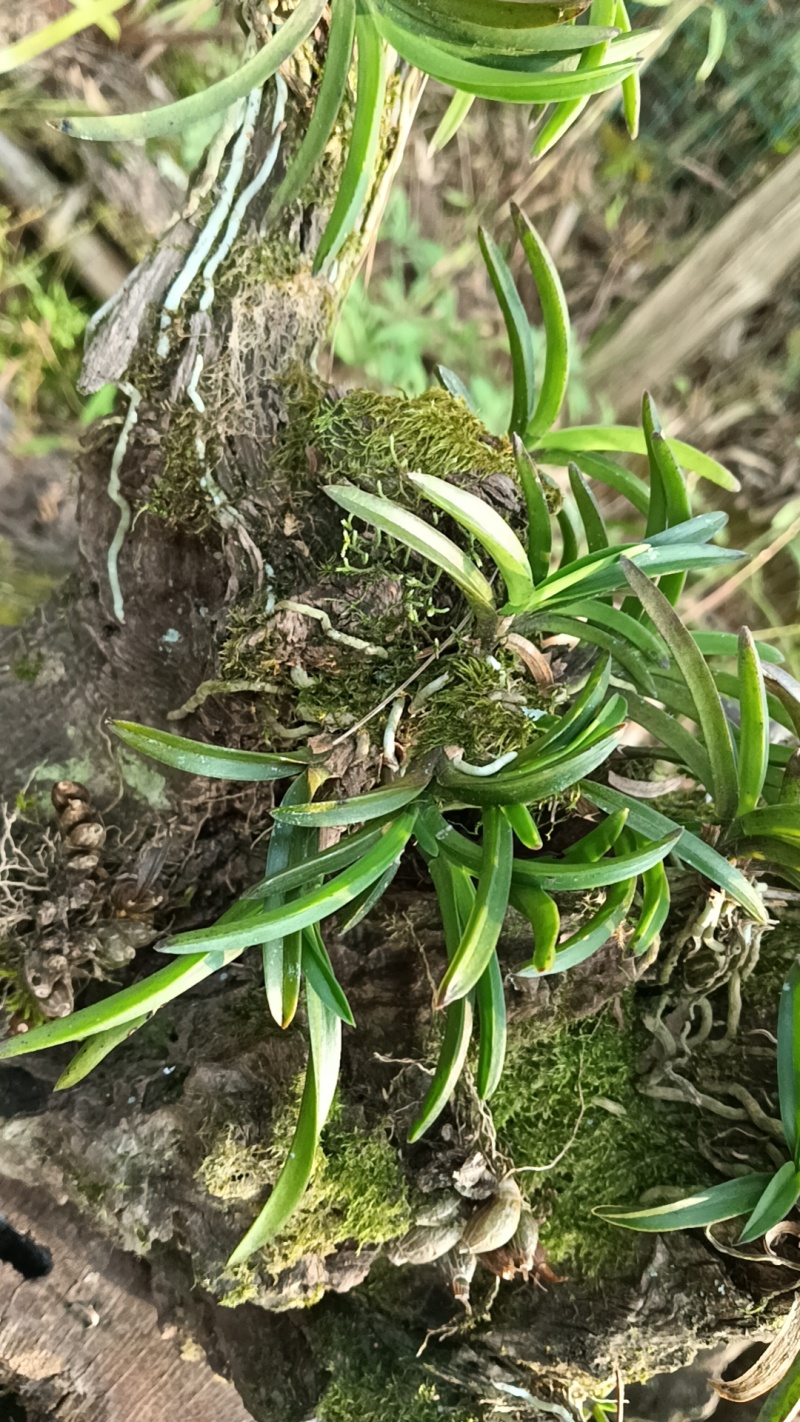 风兰富贵兰
