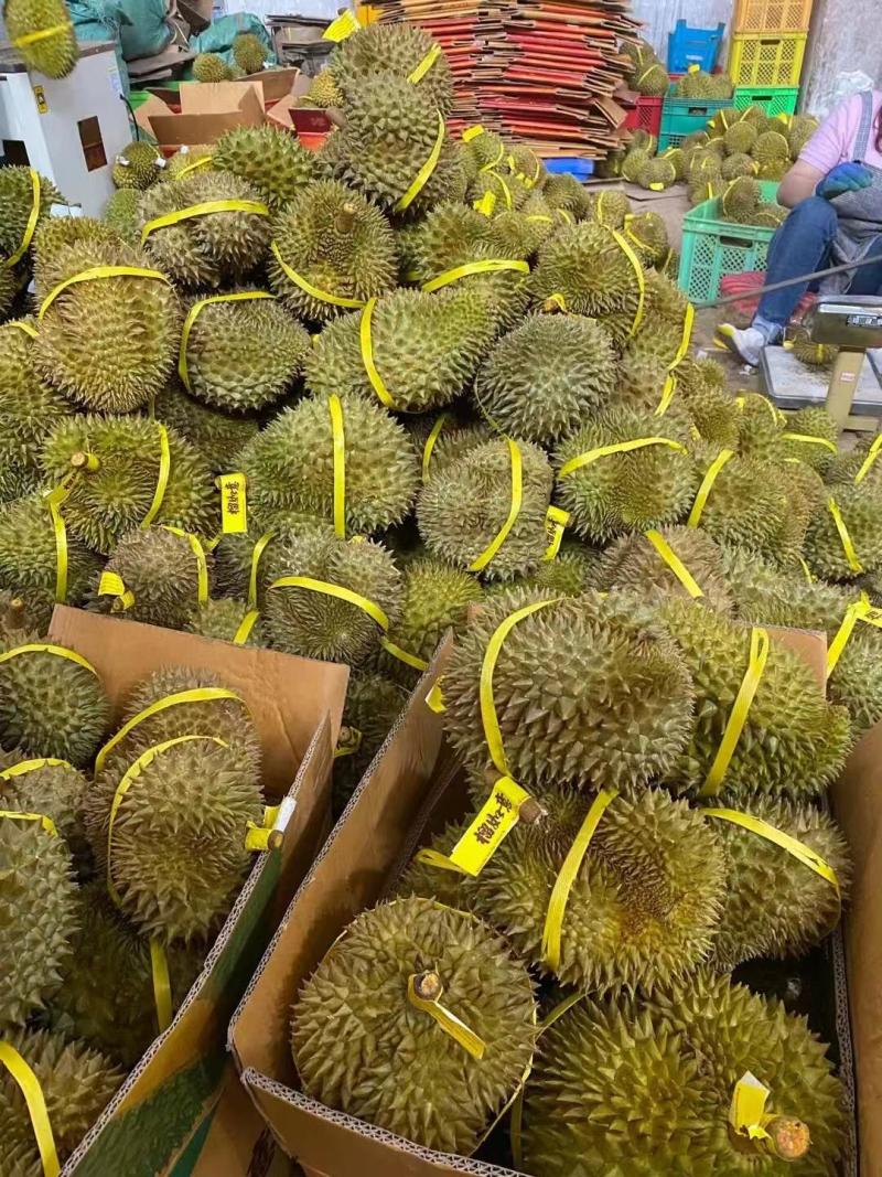 金枕榴莲产地直销，一手货源批发，坏果包赔，货到付款