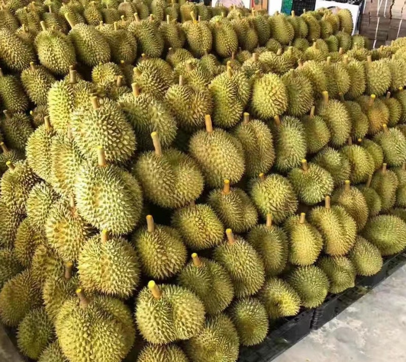金枕榴莲产地直销，一手货源批发，坏果包赔，货到付款