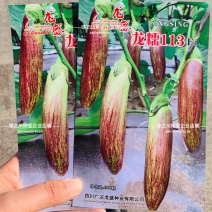 龙糯113竹丝茄种子面包茄子种籽软糯东北花茄种子抗病春秋