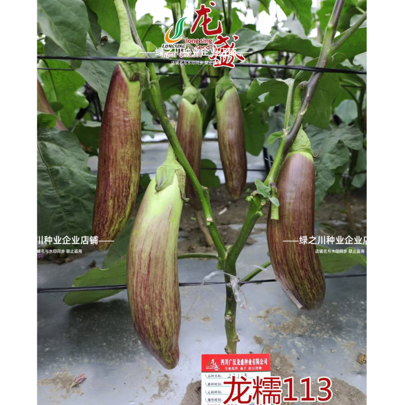 龙糯113竹丝茄种子面包茄子种籽软糯东北花茄种子抗病春秋