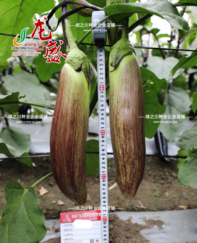 龙糯113竹丝茄种子面包茄子种籽软糯东北花茄种子抗病春秋