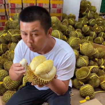 金枕榴莲产地直销，一手货源批发，坏果包赔，货到付款