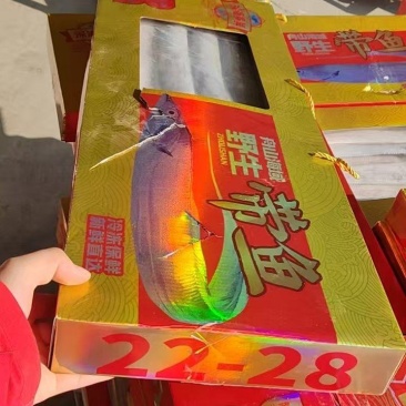 彩盒带鱼