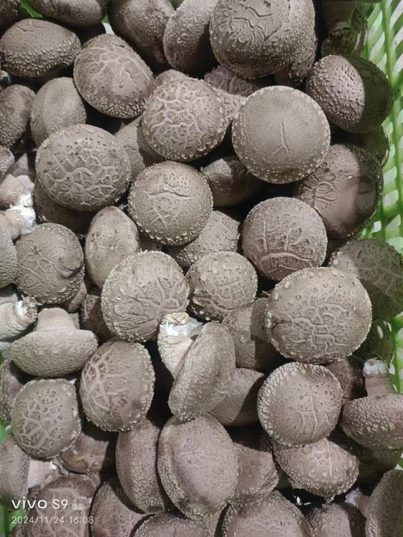 鲜香菇