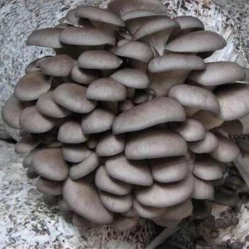 各种平菇配送