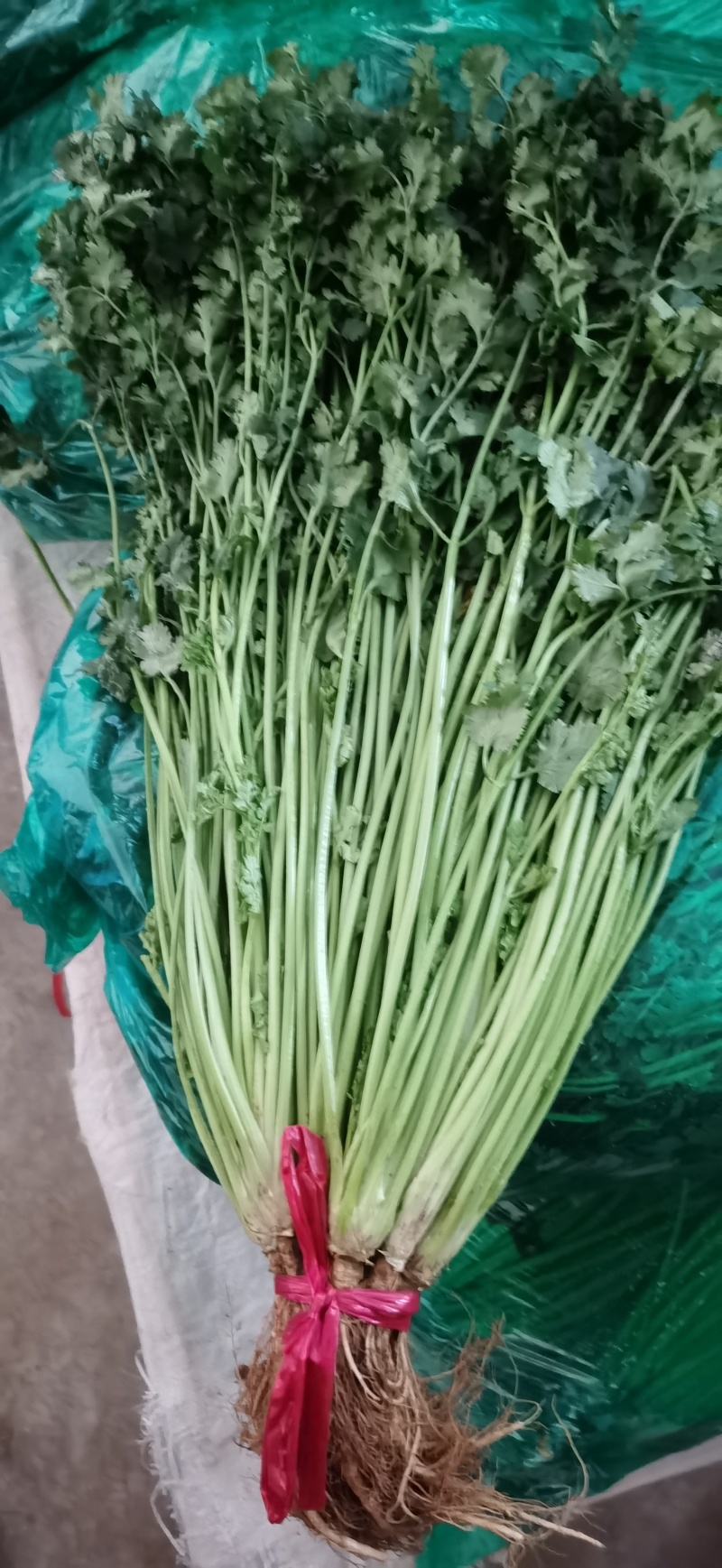 香菜，产地直销，大量供应，大小车随到随装