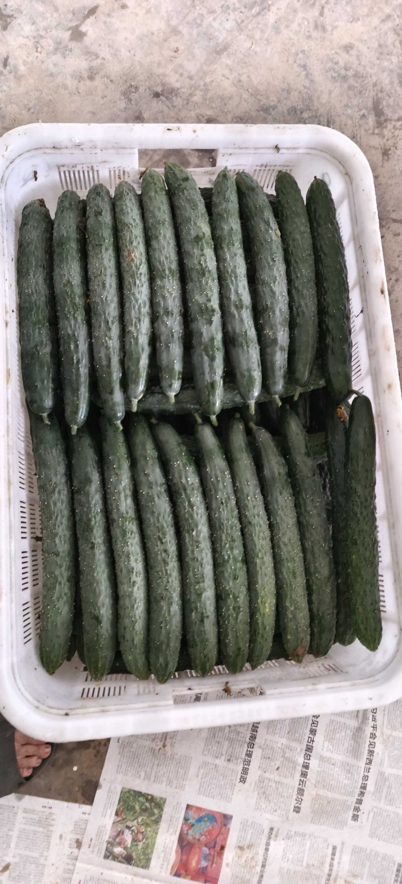 青黄瓜