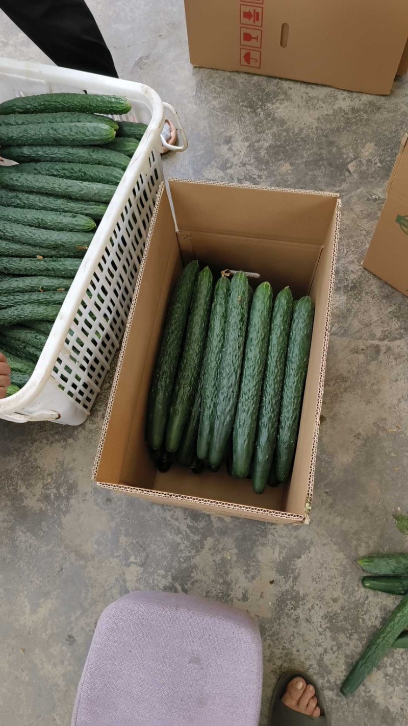 青黄瓜