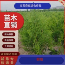 甘肃侧柏，侧柏规格齐全，各种规格大量批发