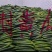 青黄瓜